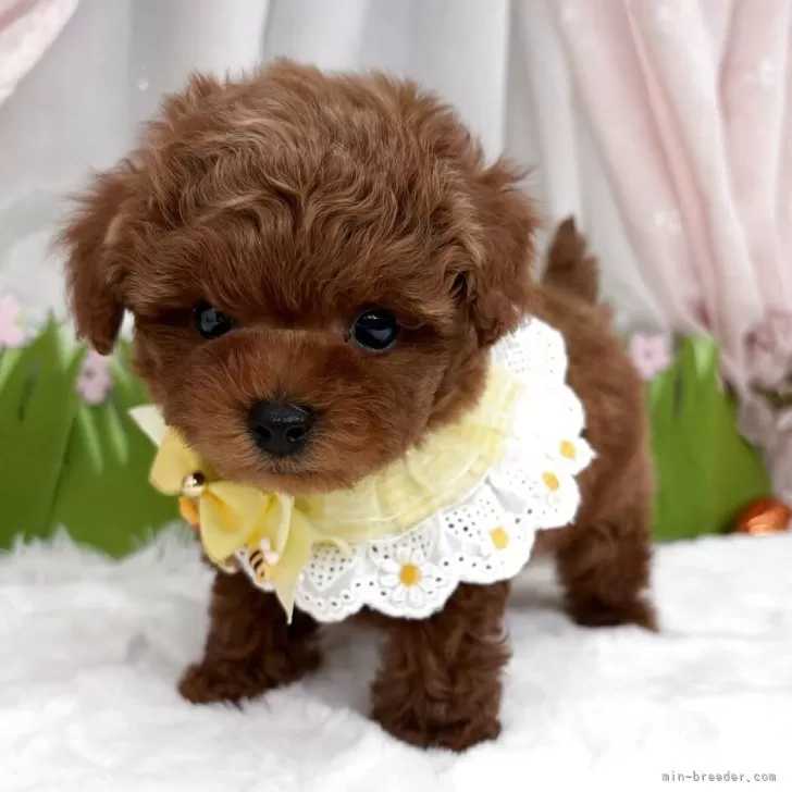 子犬の写真