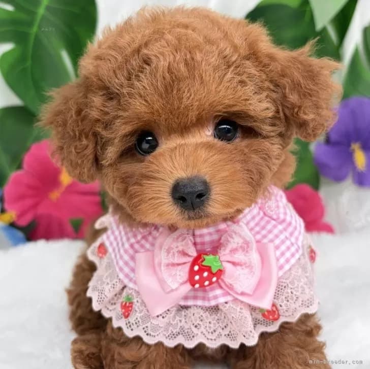 子犬の写真