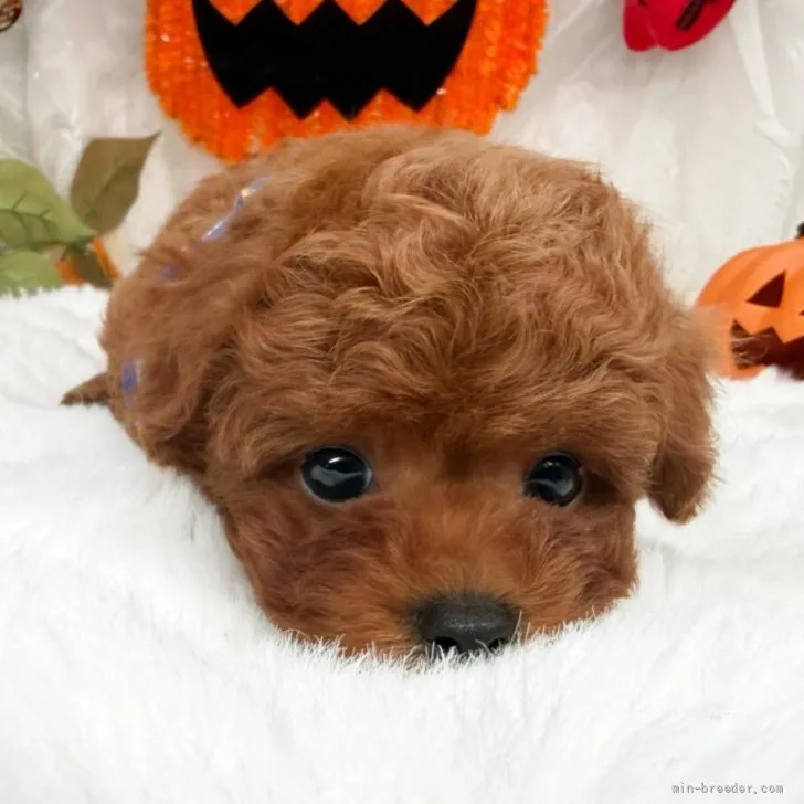 子犬の写真