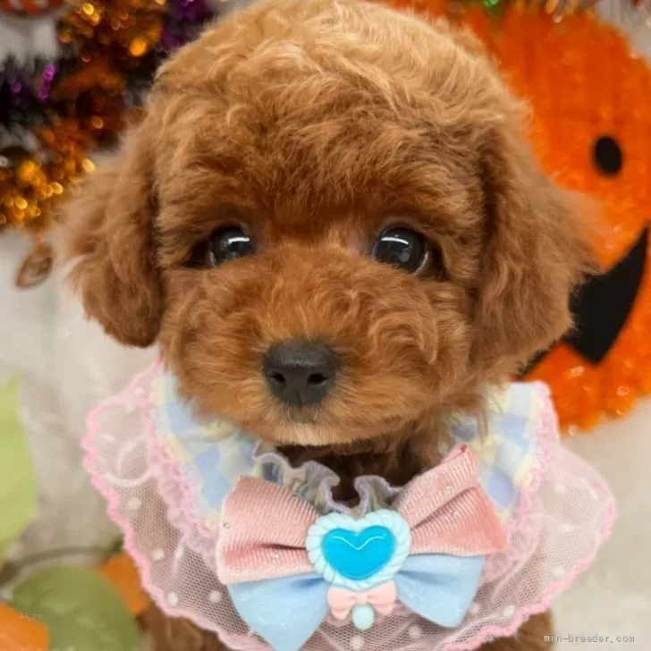 子犬の写真
