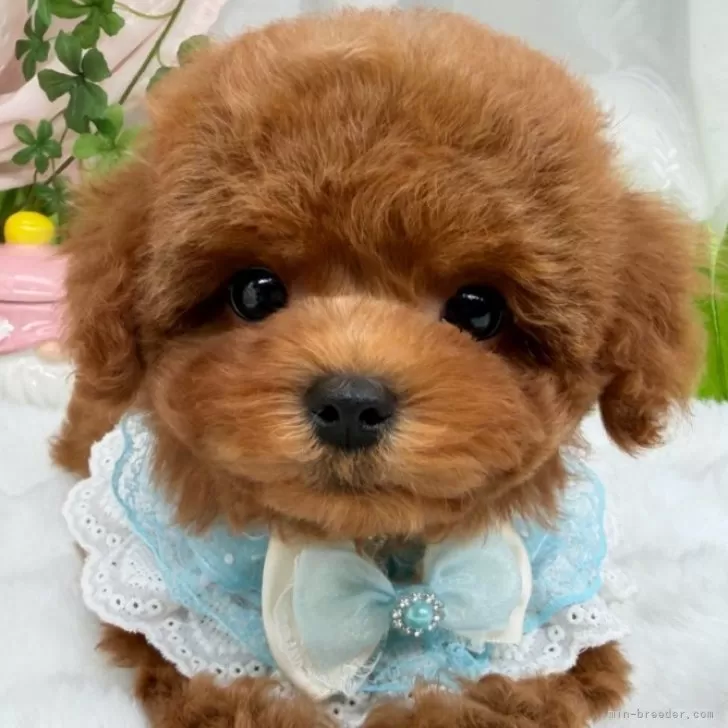 子犬の写真