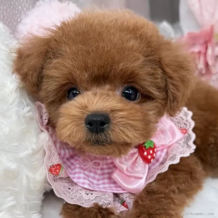 子犬の写真
