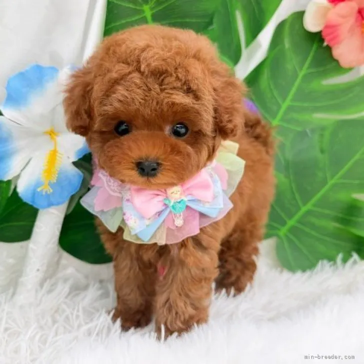 子犬の写真