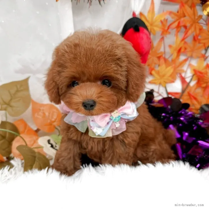 子犬の写真