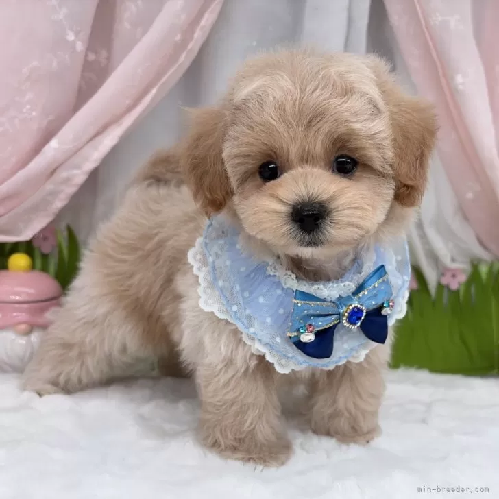 子犬の写真