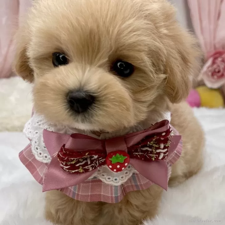 マルプーの写真