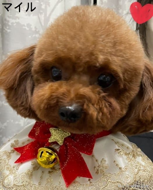 母犬の写真