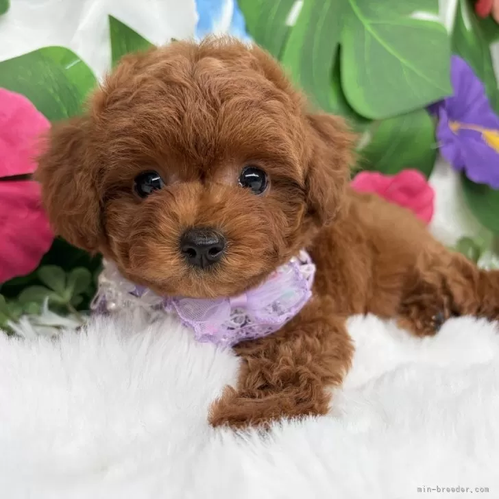 子犬の写真