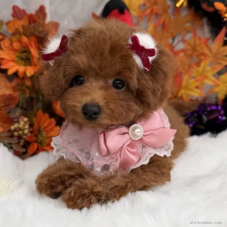 子犬の写真