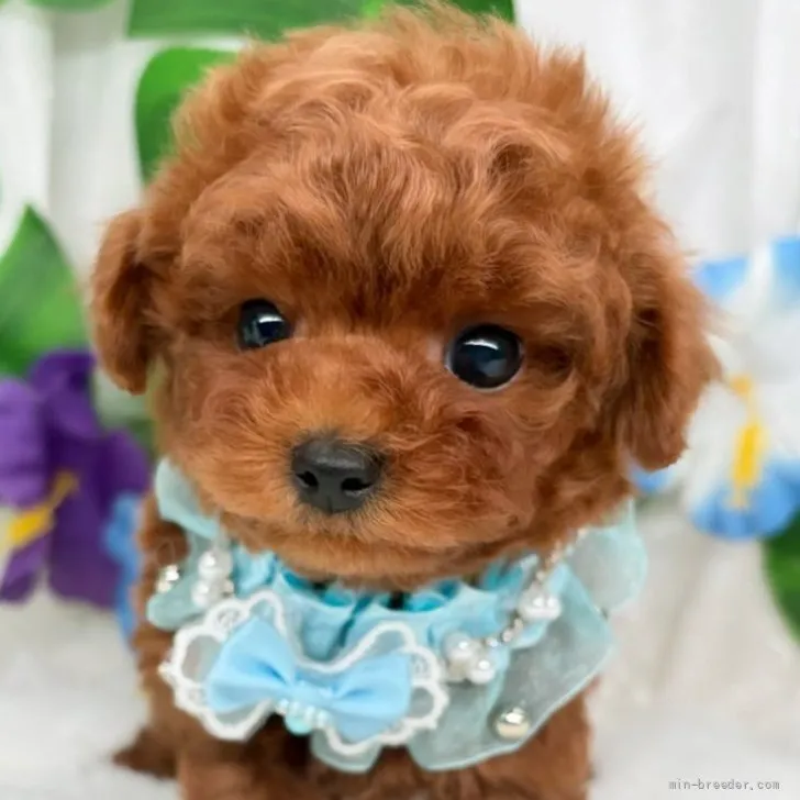 子犬の写真