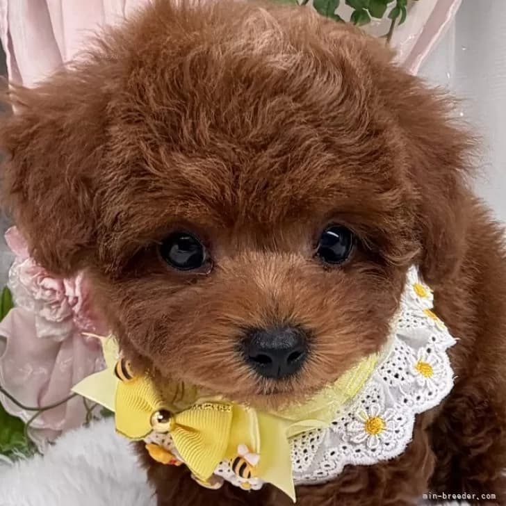 子犬の写真