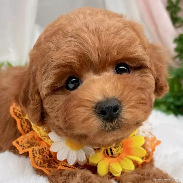 子犬の写真
