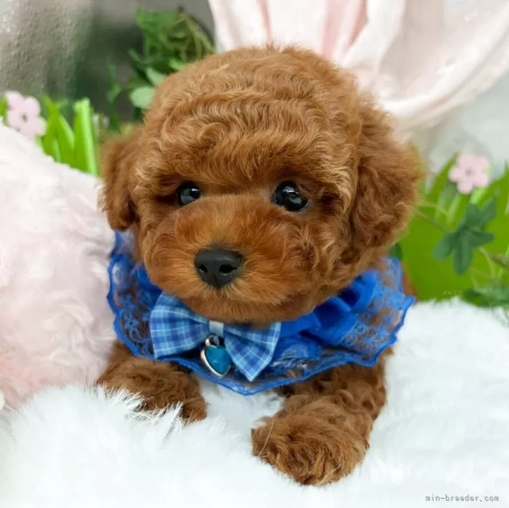 子犬の写真