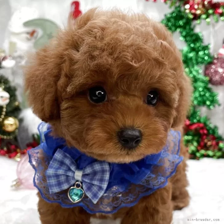 トイプードルの写真