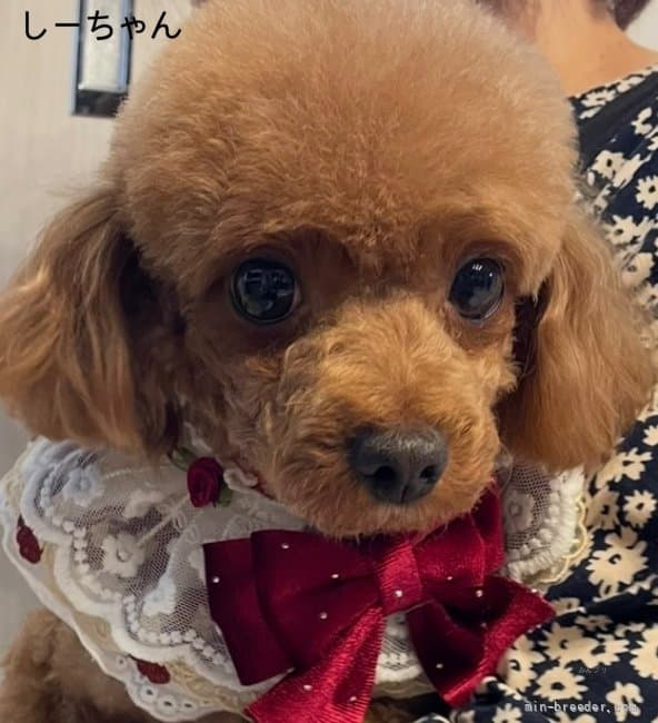母犬の写真