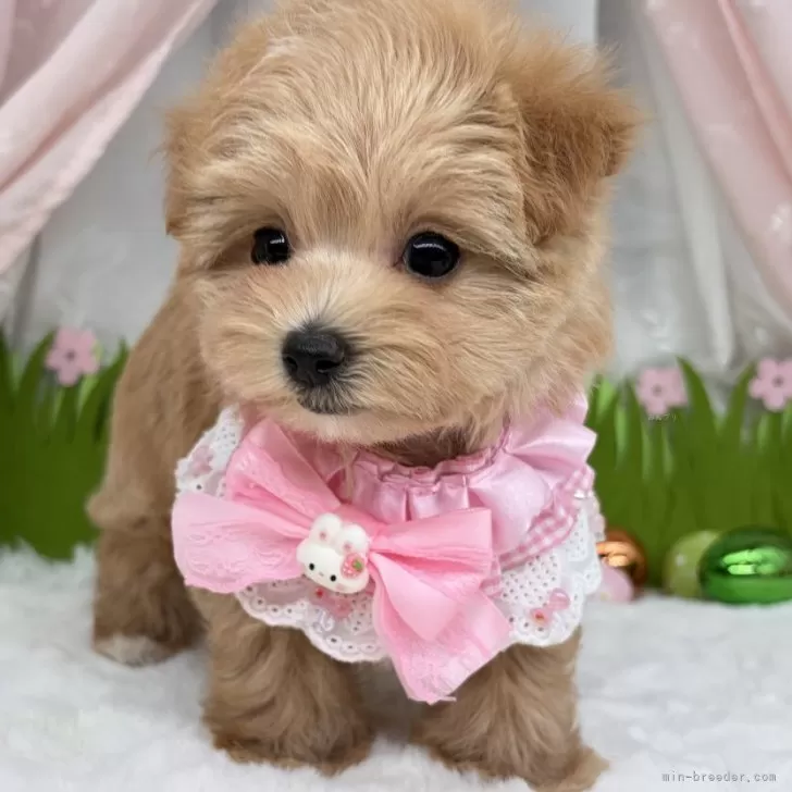 子犬の写真