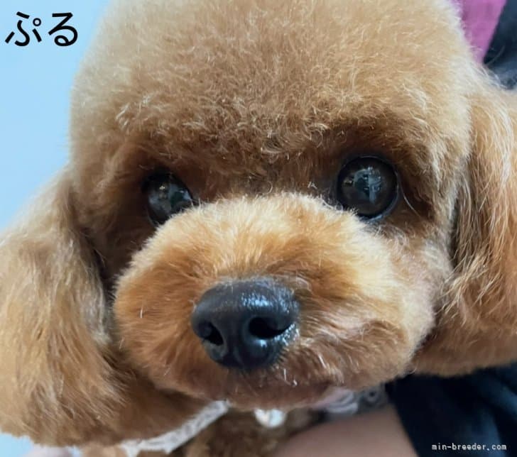 母犬の写真