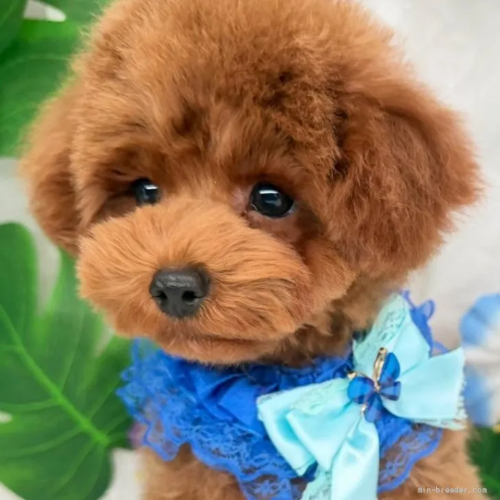 子犬の写真