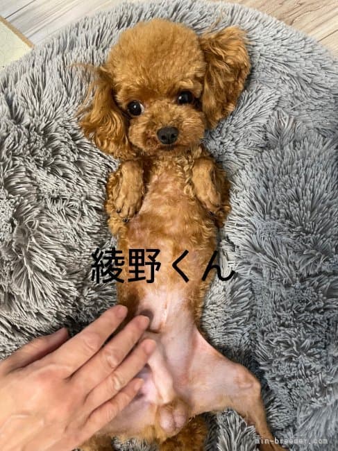 父犬の写真