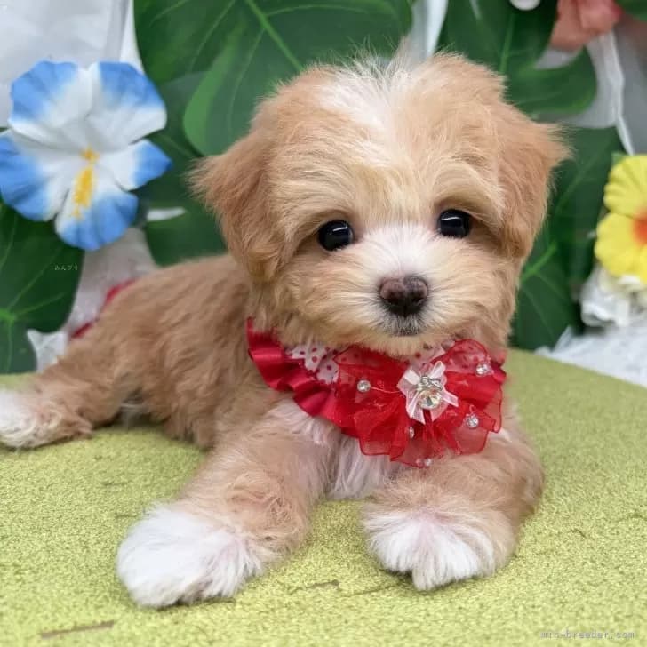 子犬の写真