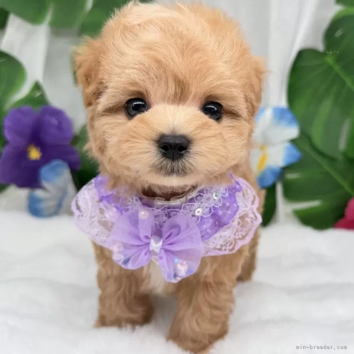 子犬の写真