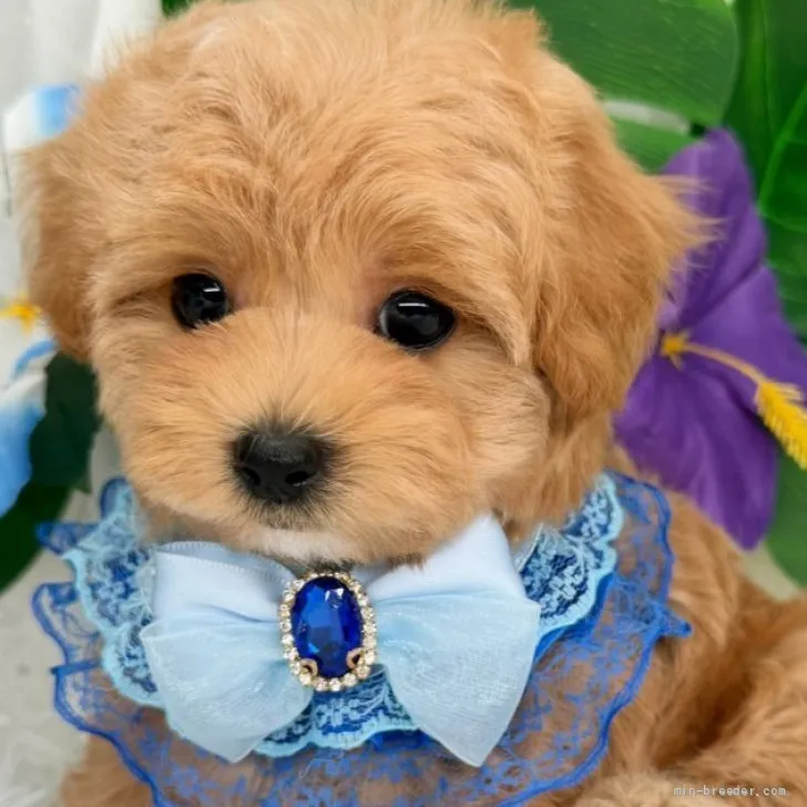 子犬の写真
