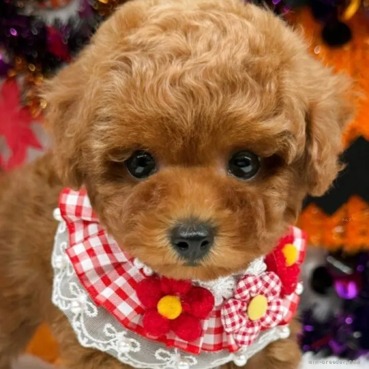 子犬の写真