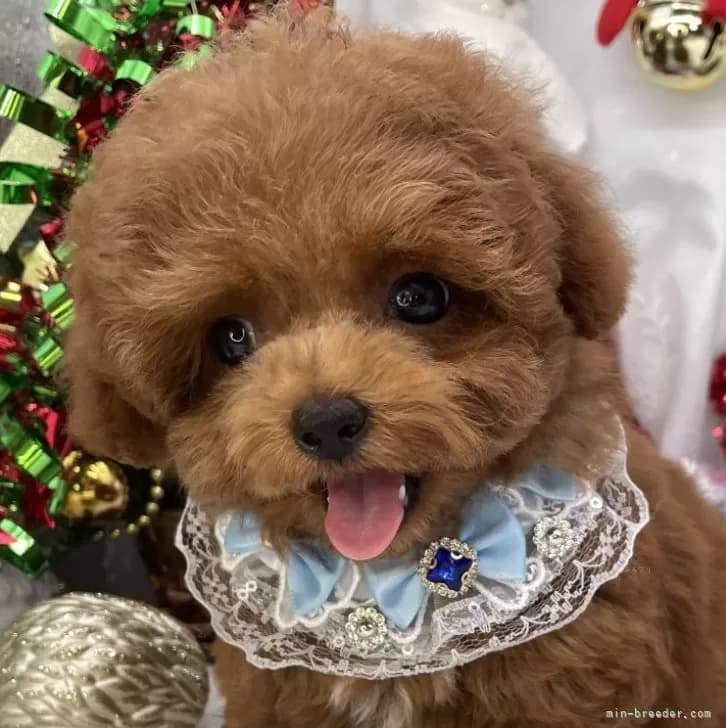 トイプードルの写真