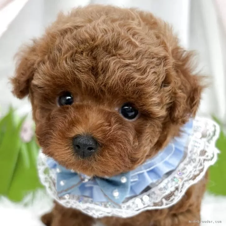 子犬の写真