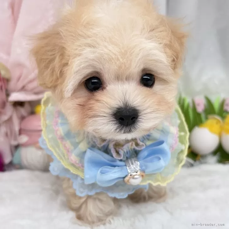 子犬の写真