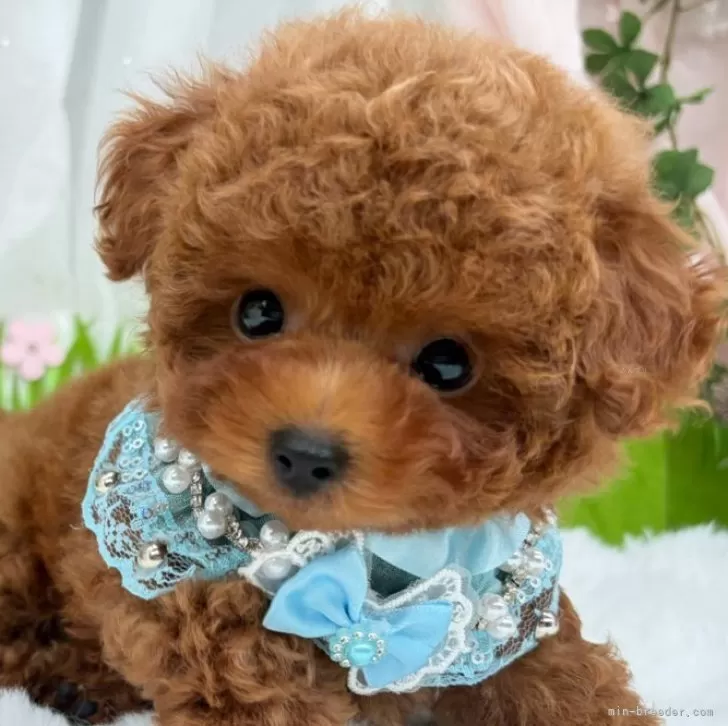 子犬の写真