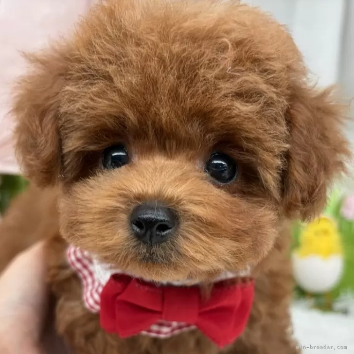 子犬の写真