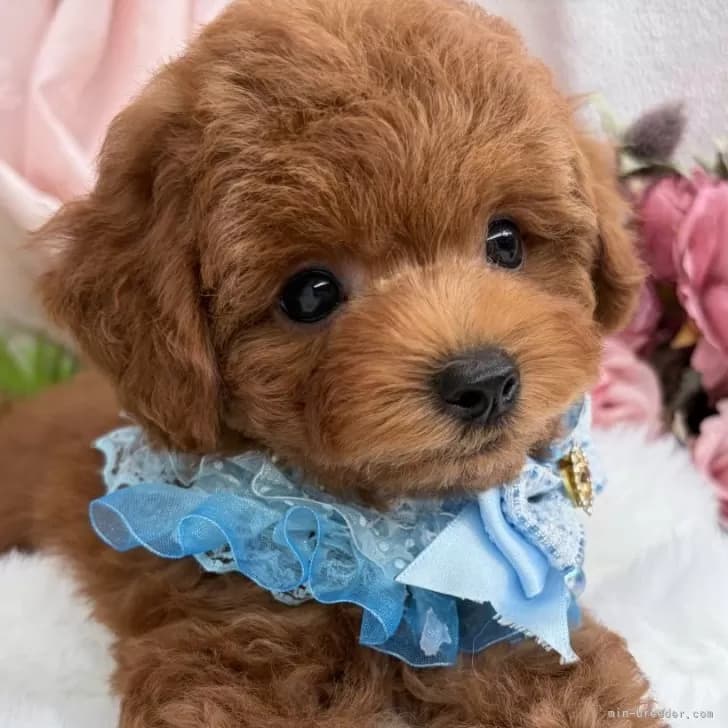 子犬の写真