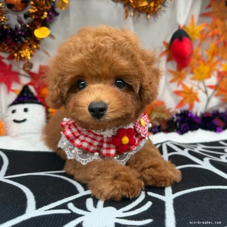 子犬の写真