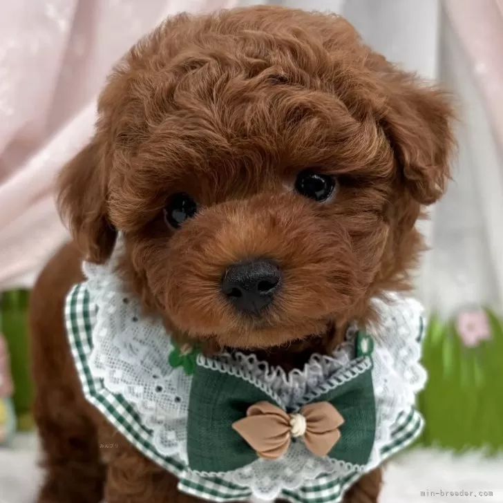 子犬の写真