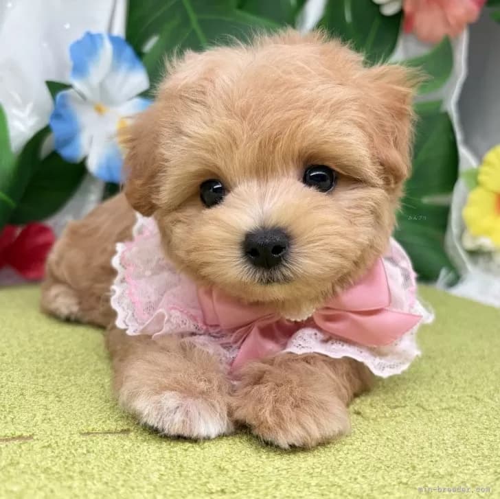 子犬の写真
