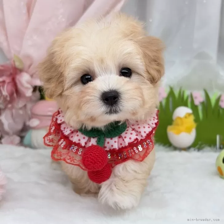 子犬の写真
