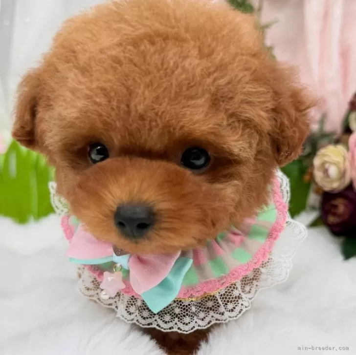 子犬の写真