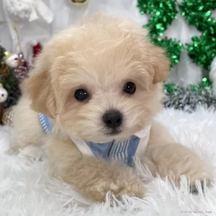 マルプーの写真