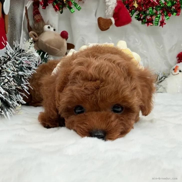 子犬の写真