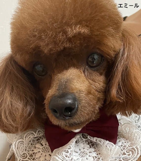 母犬の写真