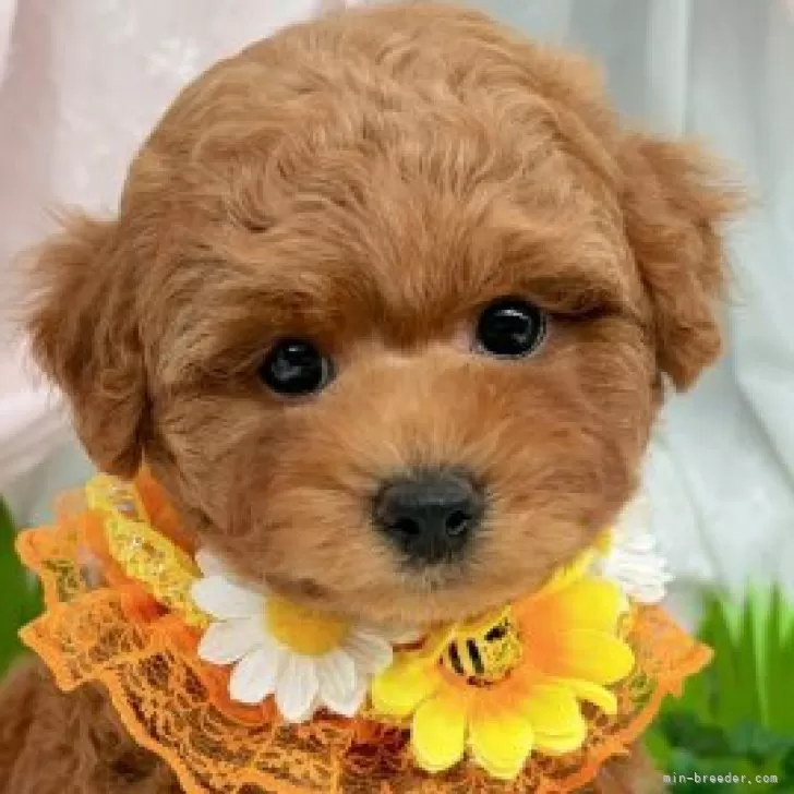 子犬の写真