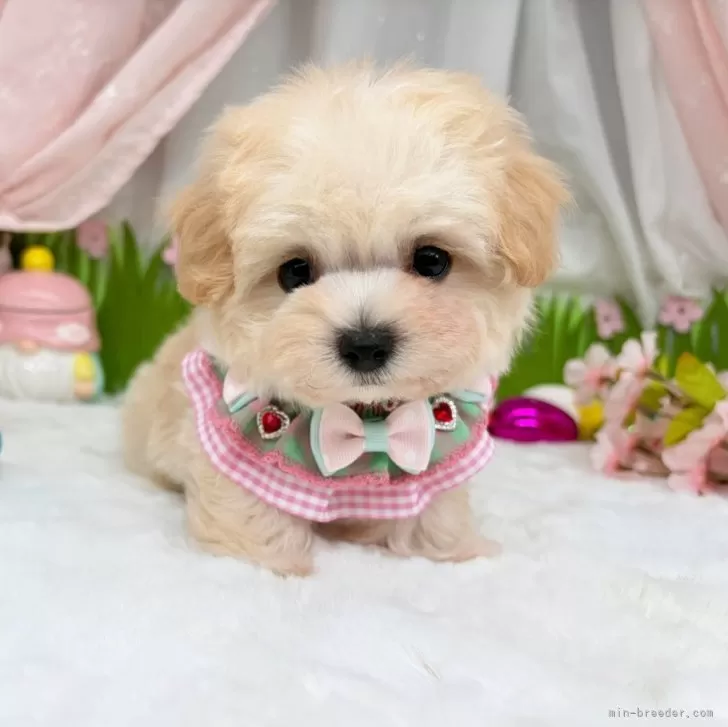 子犬の写真