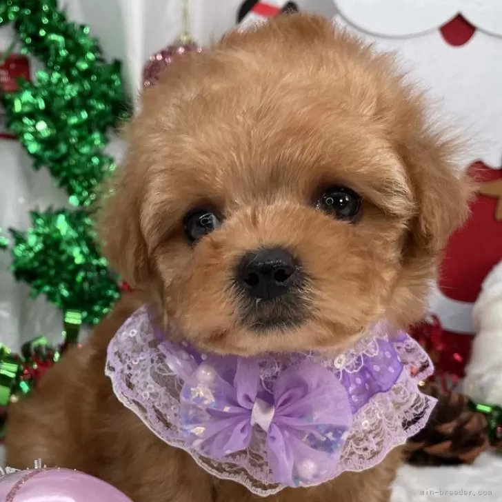 トイプードルの写真