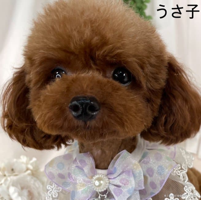 母犬の写真