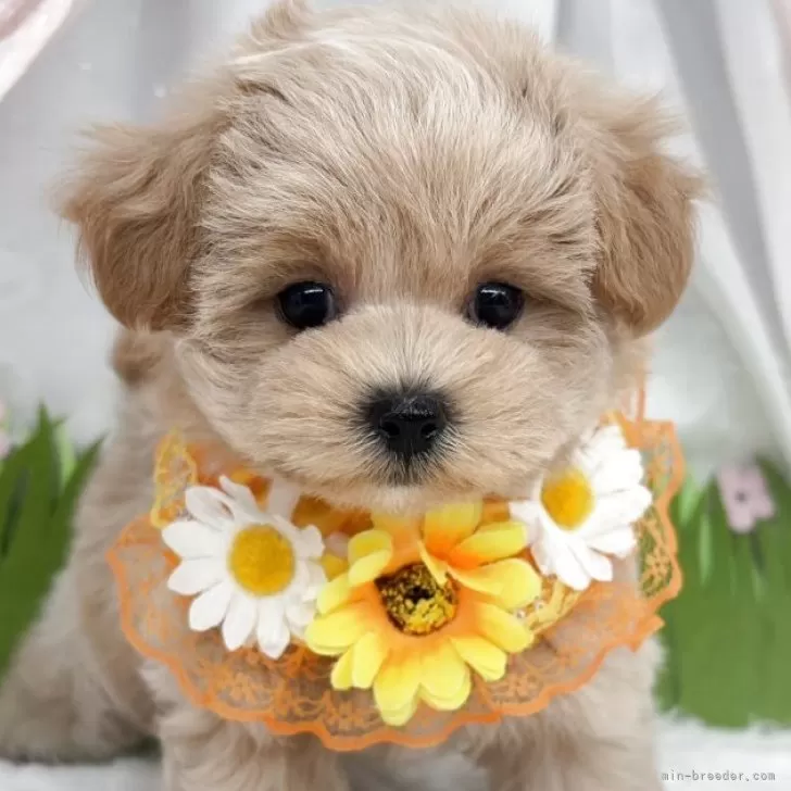 子犬の写真