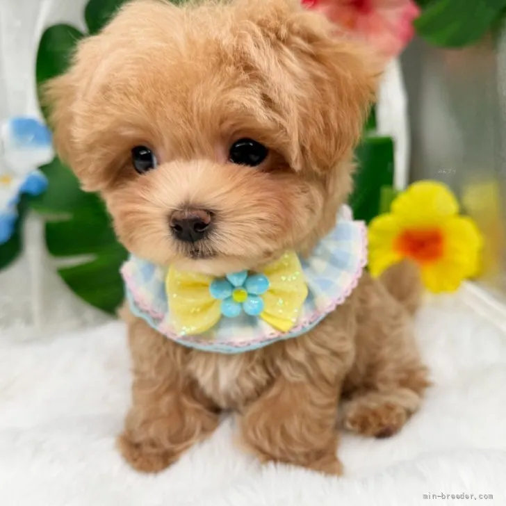 子犬の写真