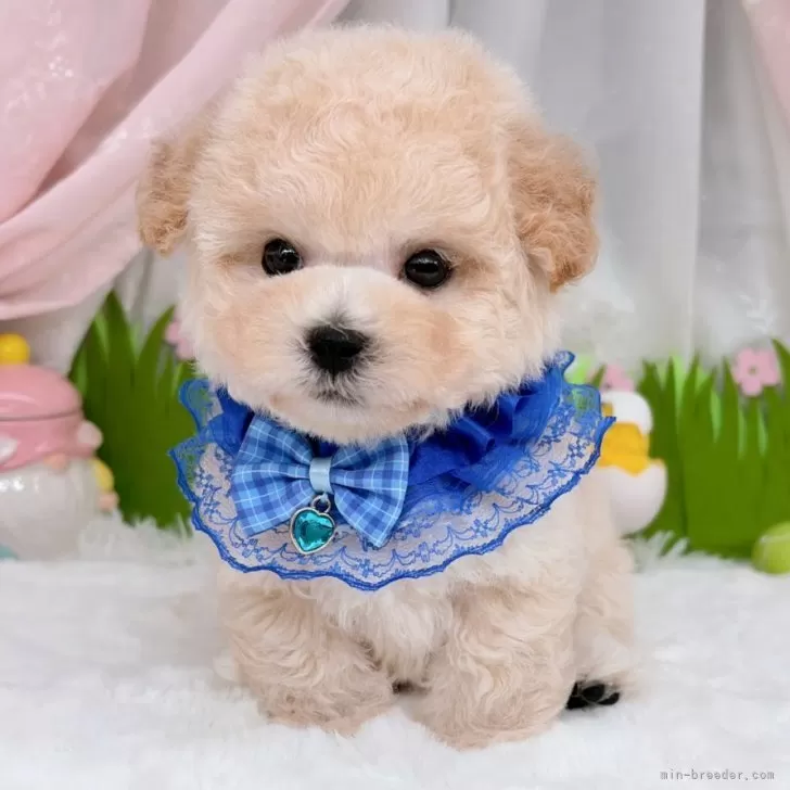 子犬の写真