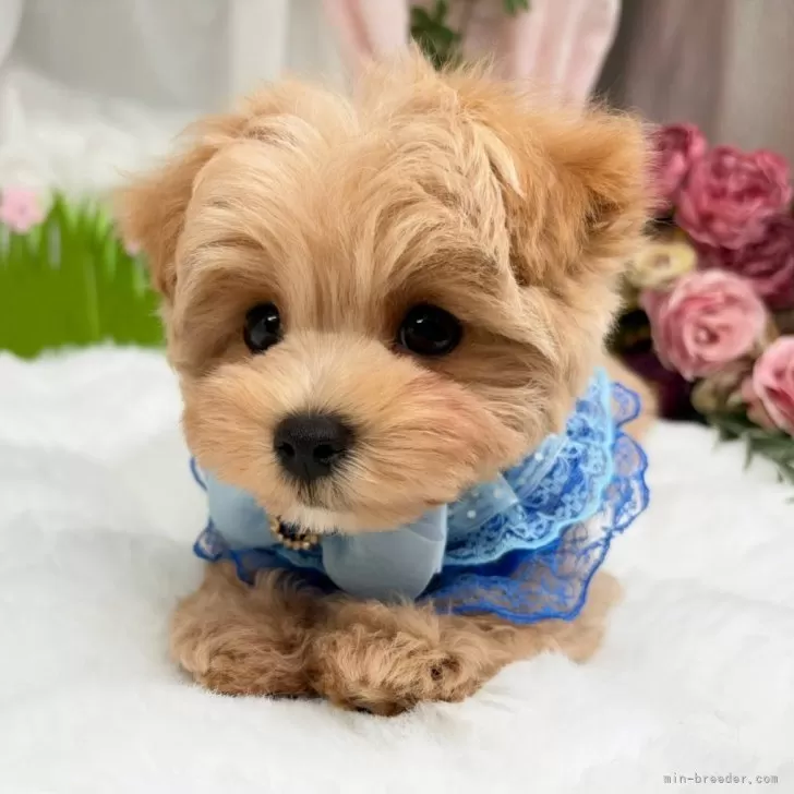 子犬の写真