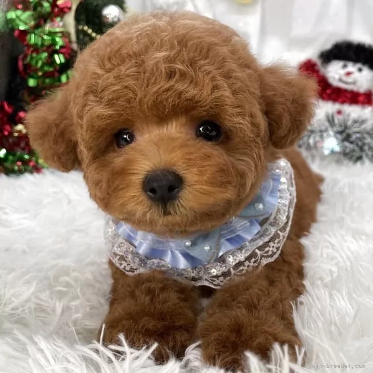 トイプードルの写真